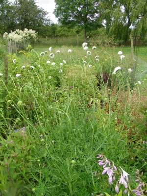 Knautia Arvensis 'Galley White'